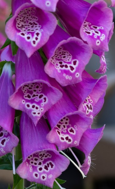 Digitalis 1155 crop 5